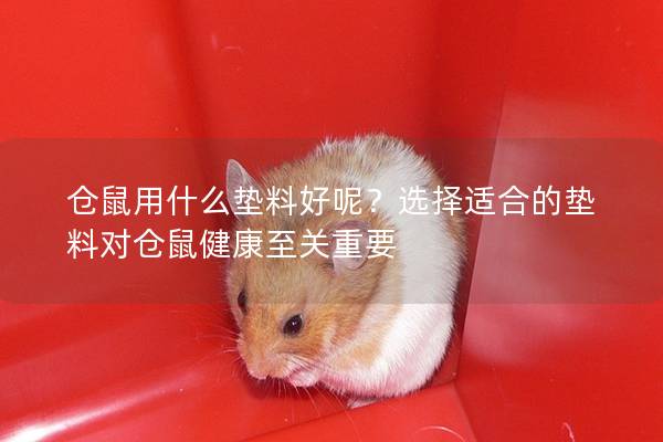 仓鼠用什么垫料好呢？选择适合的垫料对仓鼠健康至关重要