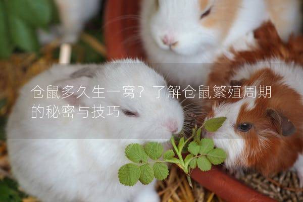 仓鼠多久生一窝？了解仓鼠繁殖周期的秘密与技巧