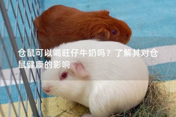 仓鼠可以喝旺仔牛奶吗？了解其对仓鼠健康的影响