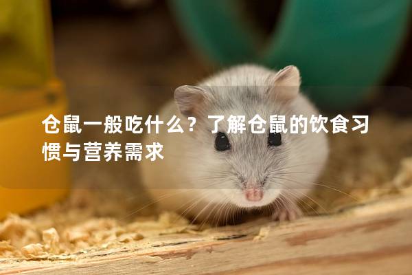 仓鼠一般吃什么？了解仓鼠的饮食习惯与营养需求