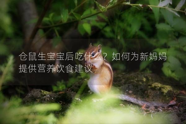 仓鼠生宝宝后吃什么？如何为新妈妈提供营养饮食建议