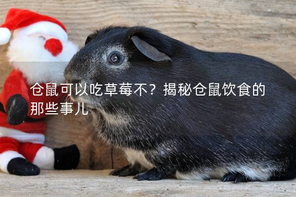 仓鼠可以吃草莓不？揭秘仓鼠饮食的那些事儿