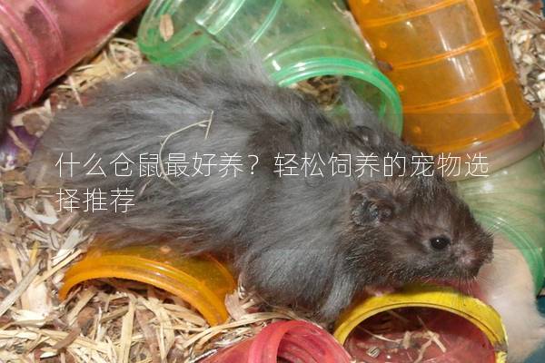 什么仓鼠最好养？轻松饲养的宠物选择推荐