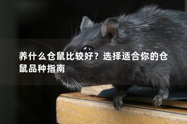 养什么仓鼠比较好？选择适合你的仓鼠品种指南
