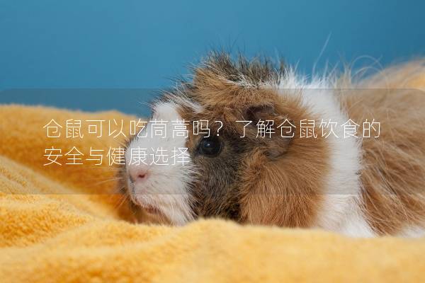 仓鼠可以吃茼蒿吗？了解仓鼠饮食的安全与健康选择