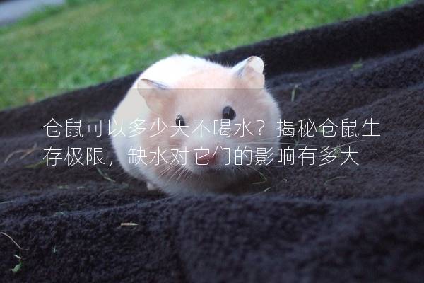 仓鼠可以多少天不喝水？揭秘仓鼠生存极限，缺水对它们的影响有多大