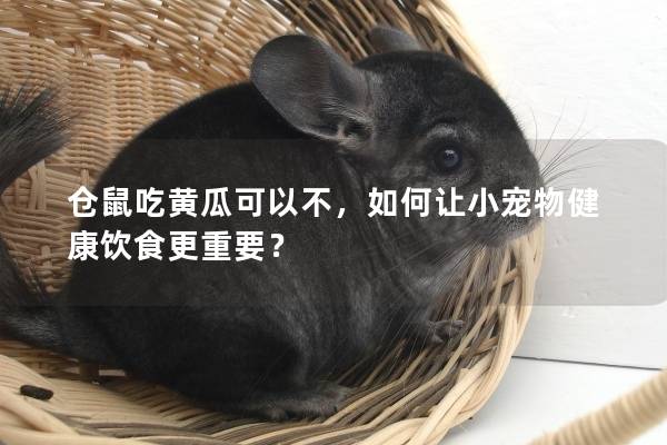 仓鼠吃黄瓜可以不，如何让小宠物健康饮食更重要？