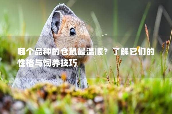 哪个品种的仓鼠最温顺？了解它们的性格与饲养技巧