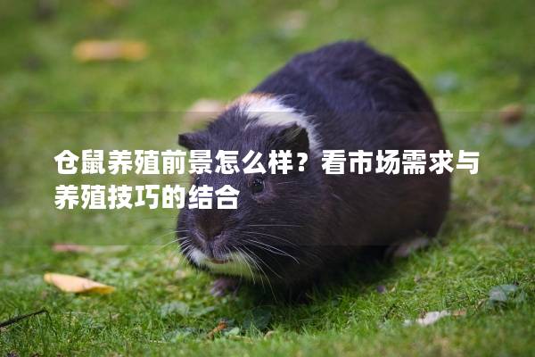 仓鼠养殖前景怎么样？看市场需求与养殖技巧的结合