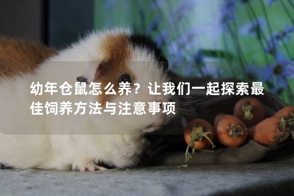幼年仓鼠怎么养？让我们一起探索最佳饲养方法与注意事项