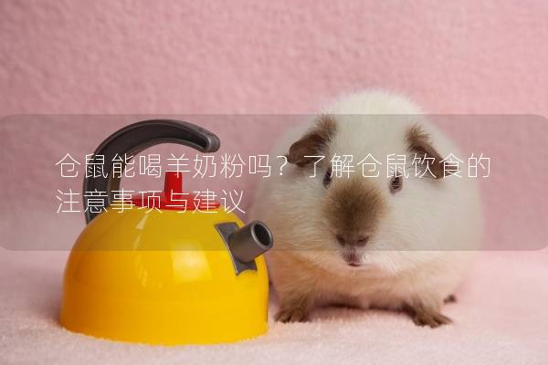 仓鼠能喝羊奶粉吗？了解仓鼠饮食的注意事项与建议