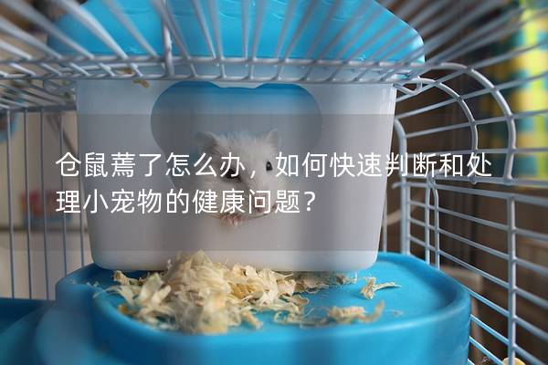 仓鼠蔫了怎么办，如何快速判断和处理小宠物的健康问题？