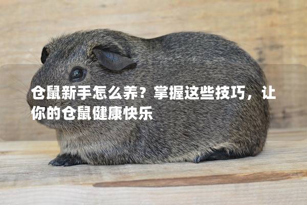 仓鼠新手怎么养？掌握这些技巧，让你的仓鼠健康快乐