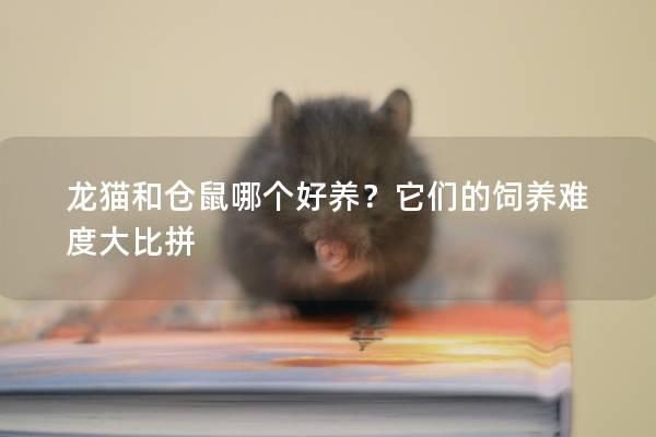 龙猫和仓鼠哪个好养？它们的饲养难度大比拼