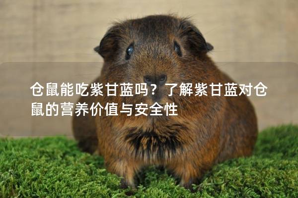 仓鼠能吃紫甘蓝吗？了解紫甘蓝对仓鼠的营养价值与安全性
