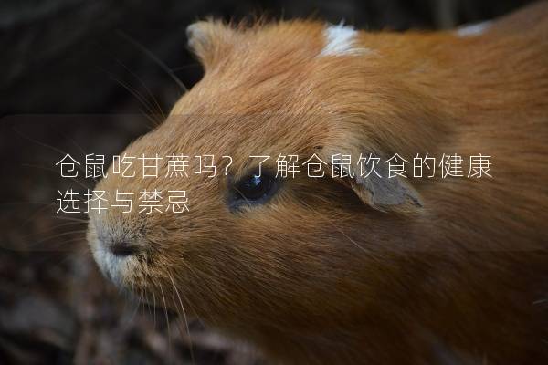 仓鼠吃甘蔗吗？了解仓鼠饮食的健康选择与禁忌