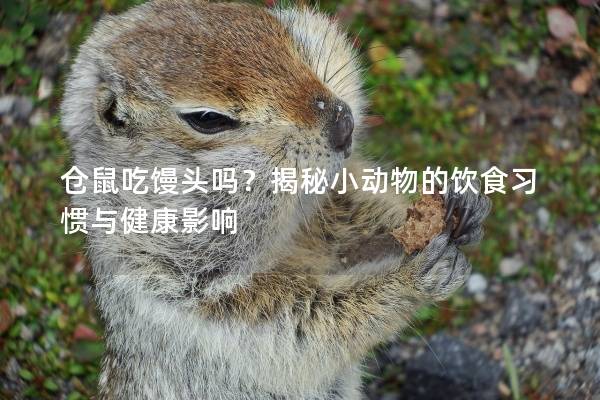 仓鼠吃馒头吗？揭秘小动物的饮食习惯与健康影响