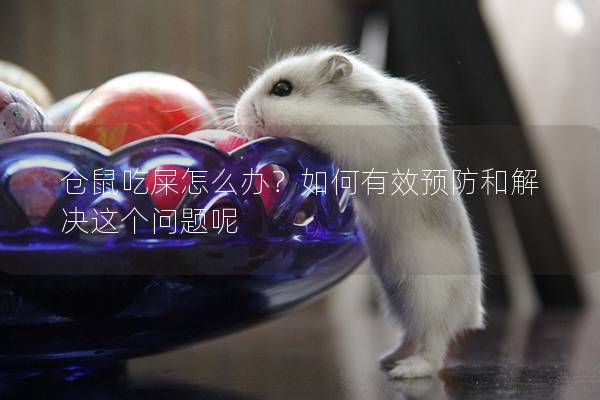 仓鼠吃屎怎么办？如何有效预防和解决这个问题呢