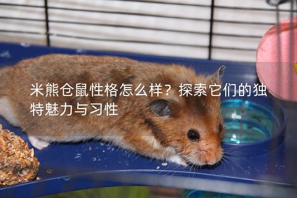 米熊仓鼠性格怎么样？探索它们的独特魅力与习性