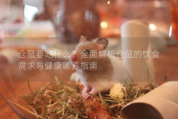 仓鼠要吃什么？全面解析仓鼠的饮食需求与健康喂养指南