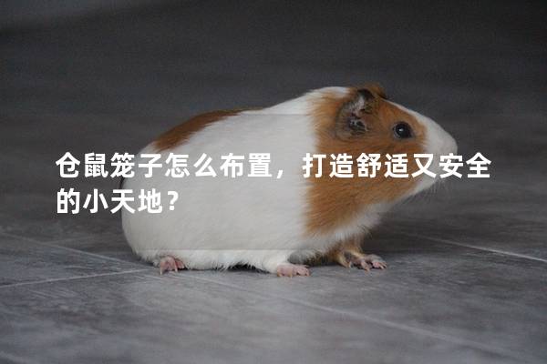 仓鼠笼子怎么布置，打造舒适又安全的小天地？