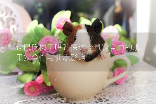 仓鼠吃橘子吗？探讨仓鼠饮食中的水果安全性与健康影响