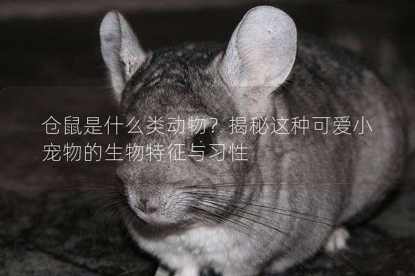 仓鼠是什么类动物？揭秘这种可爱小宠物的生物特征与习性