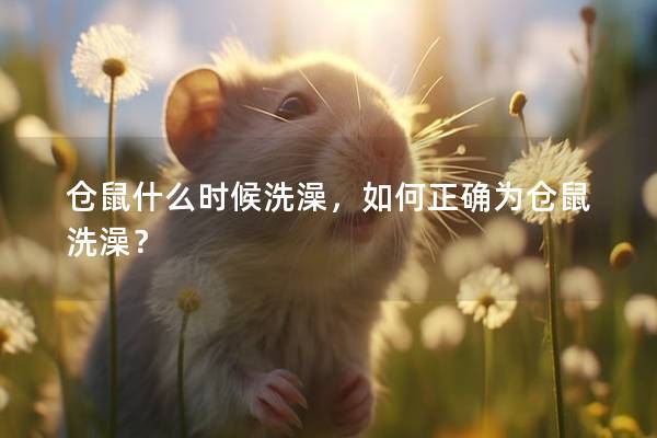 仓鼠什么时候洗澡，如何正确为仓鼠洗澡？