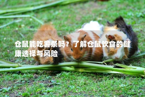 仓鼠能吃薯条吗？了解仓鼠饮食的健康选择与风险