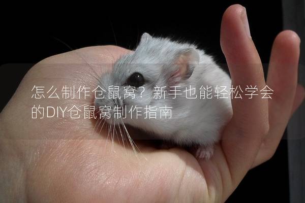 怎么制作仓鼠窝？新手也能轻松学会的DIY仓鼠窝制作指南