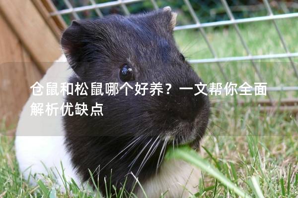 仓鼠和松鼠哪个好养?一文帮你全面解析优缺点 仓鼠和松鼠哪个好养?一文帮你全面解析优缺点