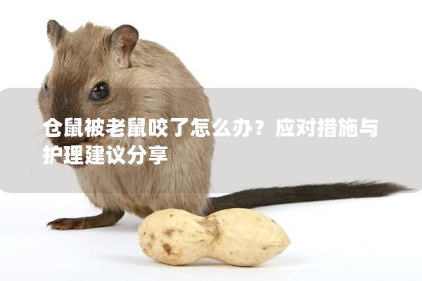 仓鼠被老鼠咬了怎么办？应对措施与护理建议分享