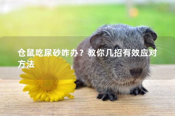 仓鼠吃尿砂咋办？教你几招有效应对方法