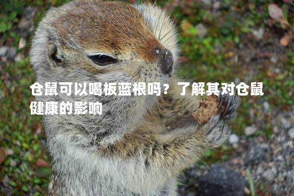 仓鼠可以喝板蓝根吗？了解其对仓鼠健康的影响