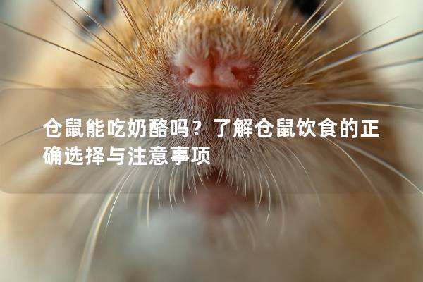 仓鼠能吃奶酪吗？了解仓鼠饮食的正确选择与注意事项