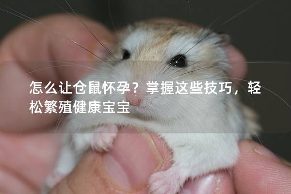 怎么让仓鼠怀孕？掌握这些技巧，轻松繁殖健康宝宝