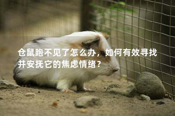 仓鼠跑不见了怎么办，如何有效寻找并安抚它的焦虑情绪？