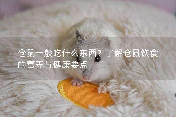 仓鼠一般吃什么东西？了解仓鼠饮食的营养与健康要点