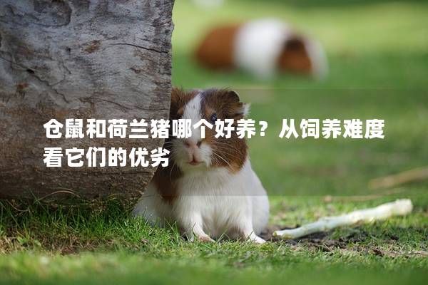 仓鼠和荷兰猪哪个好养？从饲养难度看它们的优劣