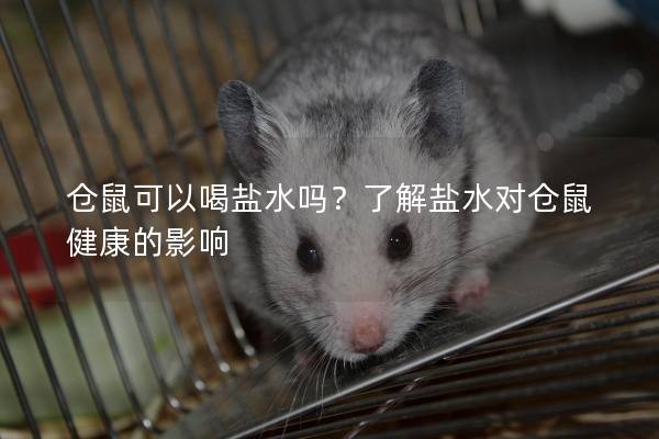 仓鼠可以喝盐水吗？了解盐水对仓鼠健康的影响