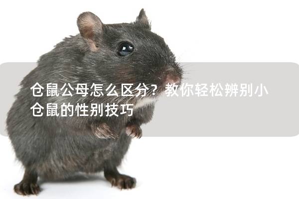 仓鼠公母怎么区分？教你轻松辨别小仓鼠的性别技巧
