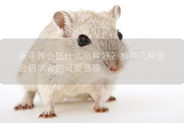 新手养仓鼠什么品种好？推荐几种适合初学者的可爱选择