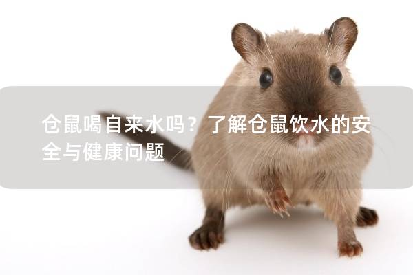 仓鼠喝自来水吗？了解仓鼠饮水的安全与健康问题