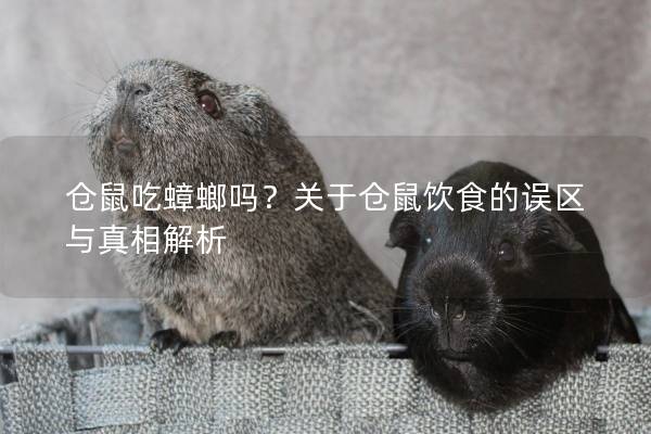仓鼠吃蟑螂吗？关于仓鼠饮食的误区与真相解析