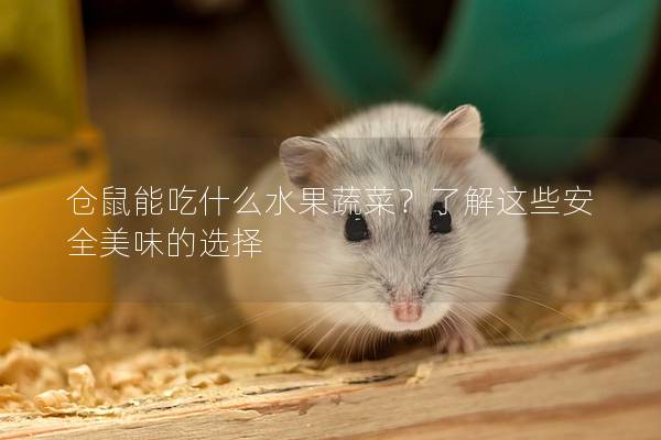 仓鼠能吃什么水果蔬菜？了解这些安全美味的选择