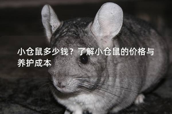小仓鼠多少钱？了解小仓鼠的价格与养护成本