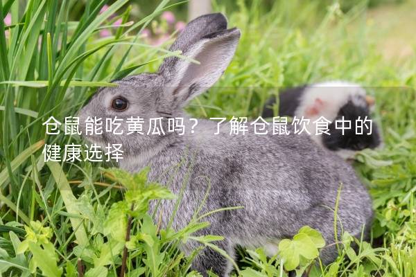 仓鼠能吃黄瓜吗？了解仓鼠饮食中的健康选择