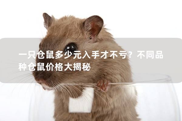 一只仓鼠多少元入手才不亏？不同品种仓鼠价格大揭秘