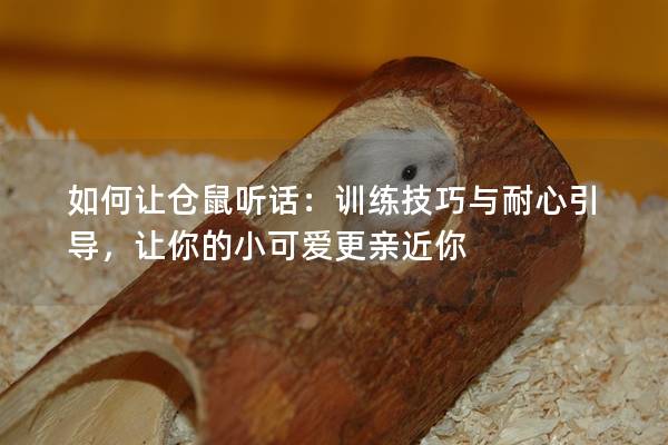 如何让仓鼠听话：训练技巧与耐心引导，让你的小可爱更亲近你