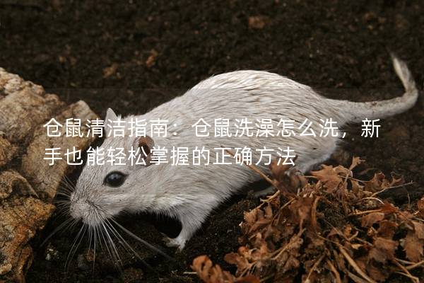 仓鼠清洁指南：仓鼠洗澡怎么洗，新手也能轻松掌握的正确方法